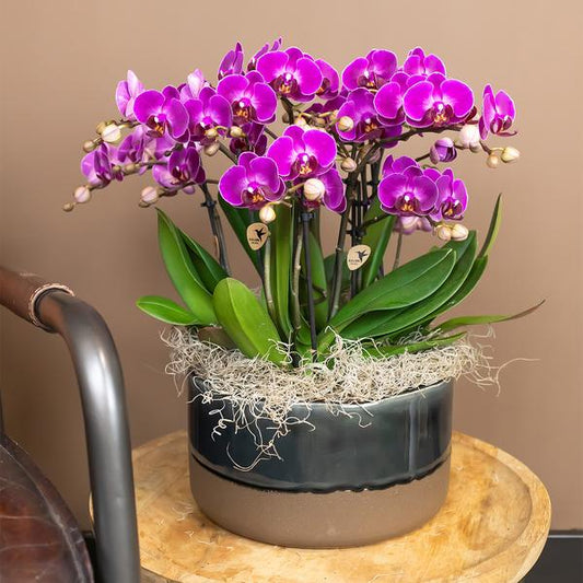 Paarse phalaenopsis orchidee - Morelia