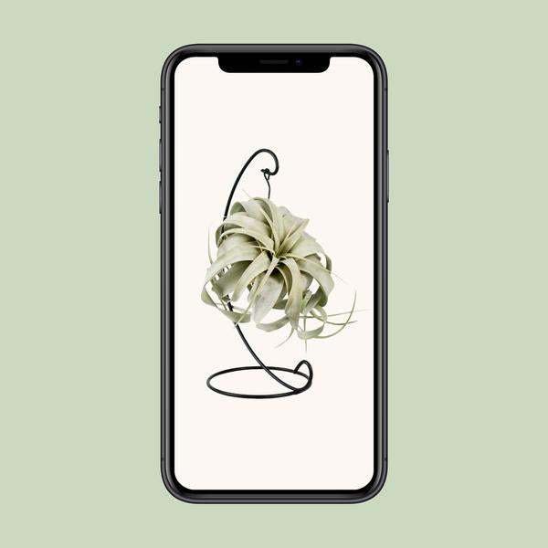 Tillandsia King Xero
