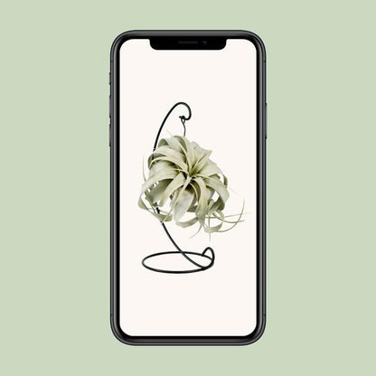 Tillandsia King Xero