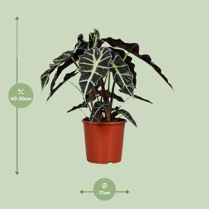 #AlocasiaPolly #IndoorPlants #Houseplants #DecorativePlants #PottedPlants #17cmPot #MediumSizePlant #45cmTallPlant #TropicalPlants #ExoticPlants #UniqueFoliage #GreeneryDecor #HomeDecor #OfficePlants #LivingRoomPlants #LowMaintenancePlants #AirPurifyingPlants #IndoorGreenery #EasyCarePlants #StatementPlant #ElephantEarPlant
