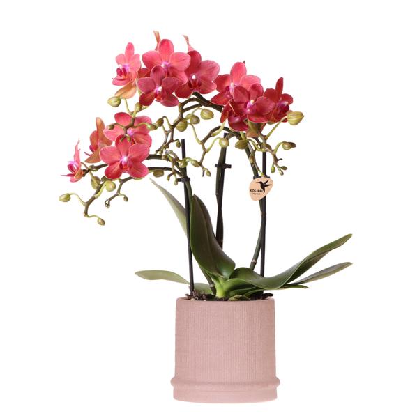 Rode orchidee Congo + Bali sierpot sand