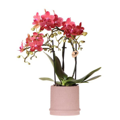 Rode orchidee Congo + Bali sierpot sand