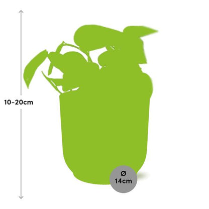 Scindapsus Pictus ‘Trebie’ in ELHO Vibes Fold geel