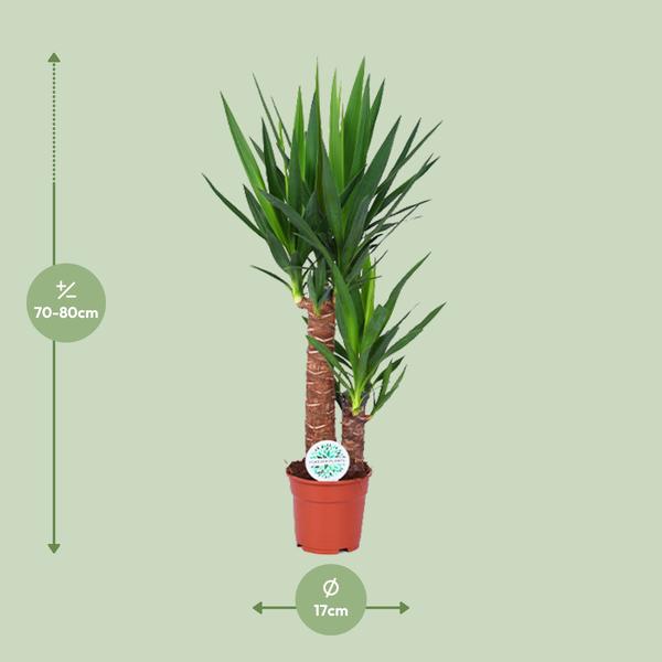 Yucca