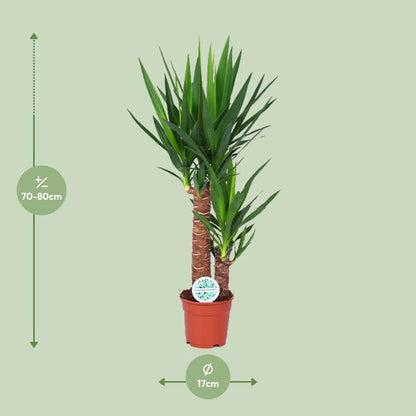 Yucca
