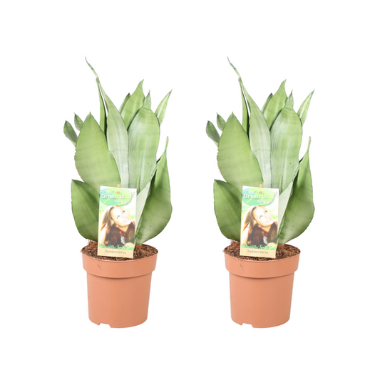Sansevieria Moonshine - 2 stuks