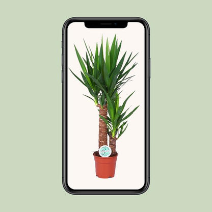Yucca