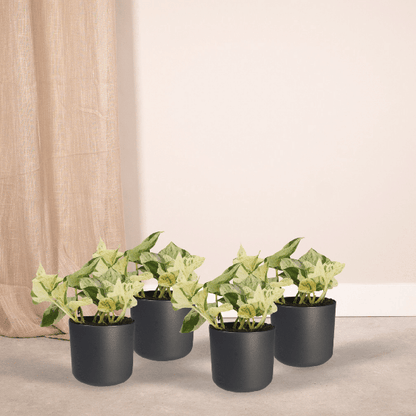 Epipremnum Happy Leaf - Scindapsus - 15cm - ø12 kwartet
