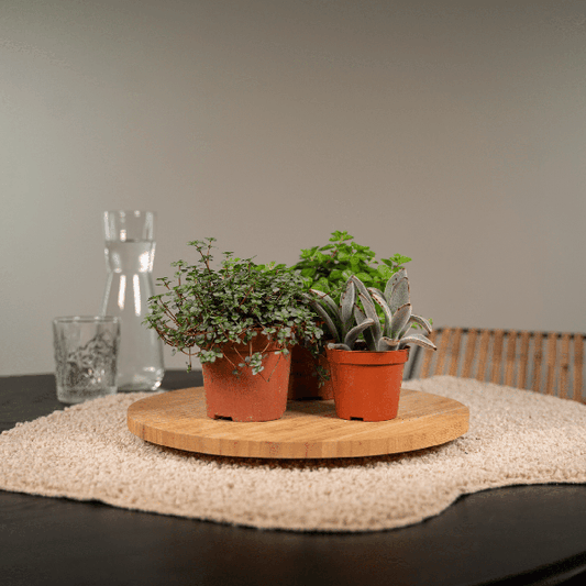 Succulenten Mix - 18 stuks - 10 cm - Ø8,5