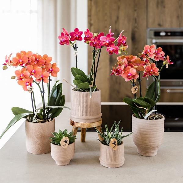 Rode orchidee Congo + Bali sierpot sand