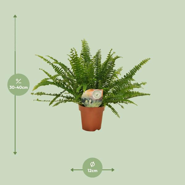 Nephrolepis Green Lady