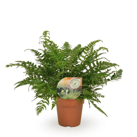 Polystichum Tsussimense / Athyrium