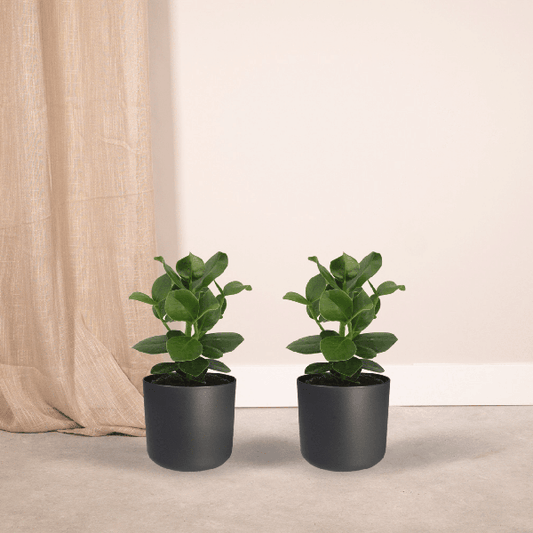 Clusia Princess (Handtekeningboom) 2 stuks
