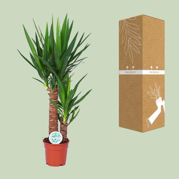 Yucca