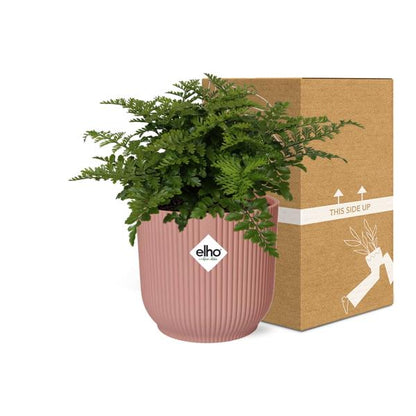 Asplenium Parvati in ELHO Vibes Fold roze