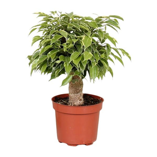 Ficus Benjamina Kinky