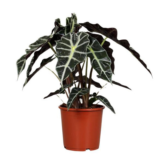 #AlocasiaPolly #IndoorPlants #Houseplants #DecorativePlants #PottedPlants #17cmPot #MediumSizePlant #45cmTallPlant #TropicalPlants #ExoticPlants #UniqueFoliage #GreeneryDecor #HomeDecor #OfficePlants #LivingRoomPlants #LowMaintenancePlants #AirPurifyingPlants #IndoorGreenery #EasyCarePlants #StatementPlant #ElephantEarPlant