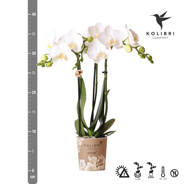 Witte Phalaenopsis orchidee - Amabilis - potmaat Ø9cm