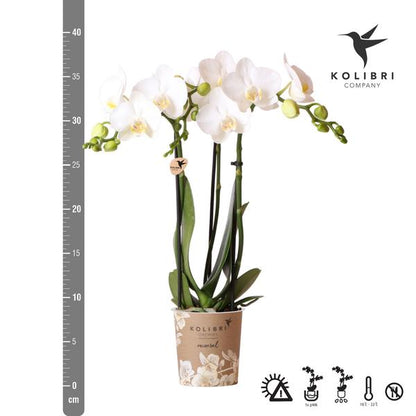 Witte Phalaenopsis orchidee - Amabilis - potmaat Ø9cm