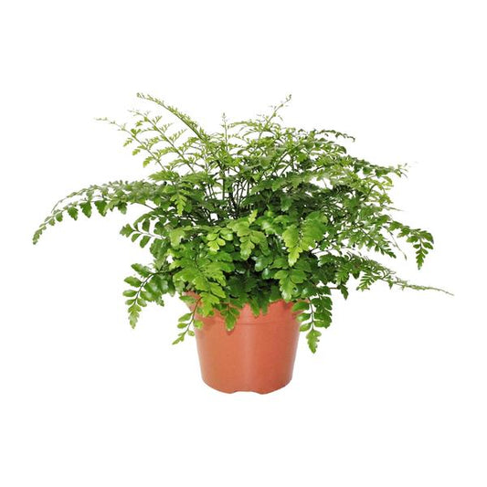 Asplenium Parvati