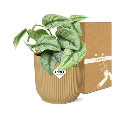 Scindapsus Pictus ‘Trebie’ in ELHO Vibes Fold geel