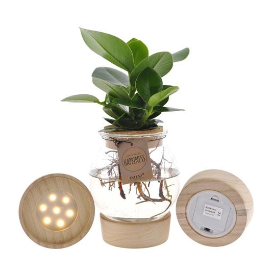 Clusia In Bolglas + Klikkurk + LED
