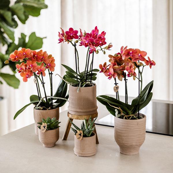 Rode orchidee Congo + Bali sierpot sand