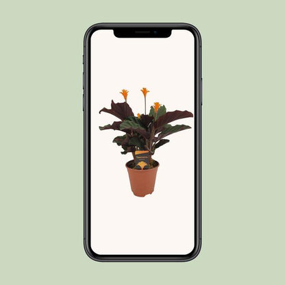 Calathea Crocata
