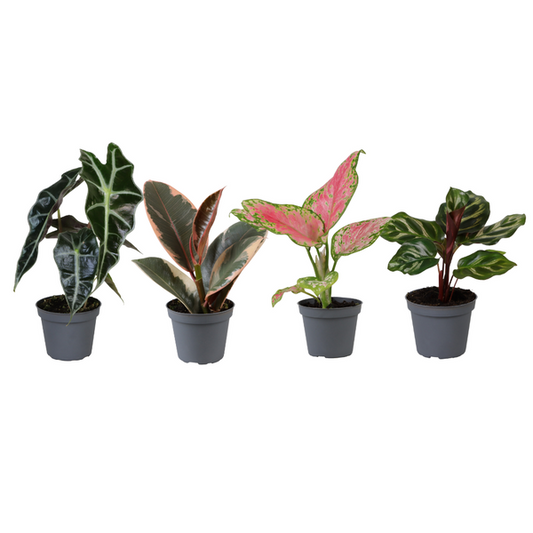 Baby Plantjes Verrassingsbox