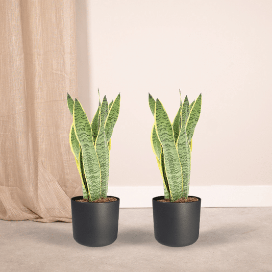 Sansevieria Laurentii - Vrouwentong set van 2