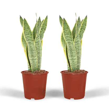 Sansevieria Laurentii - Vrouwentong set van 2