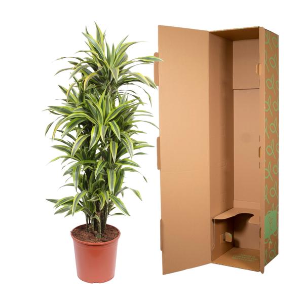 Dracaena Lemon Lime