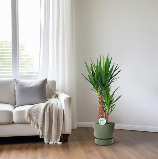 Yucca