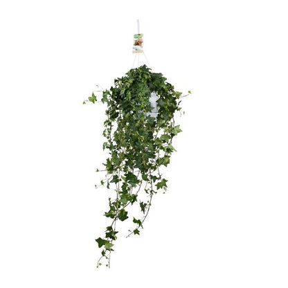 Hedera Helix Pitsburg - Hang/XXL