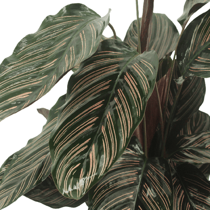 Calathea Ornata - Pauwenplant - set van 2