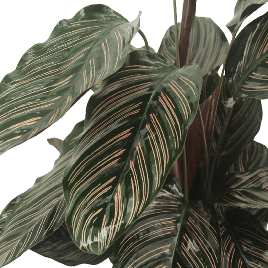 Calathea Ornata - Pauwenplant - set van 2