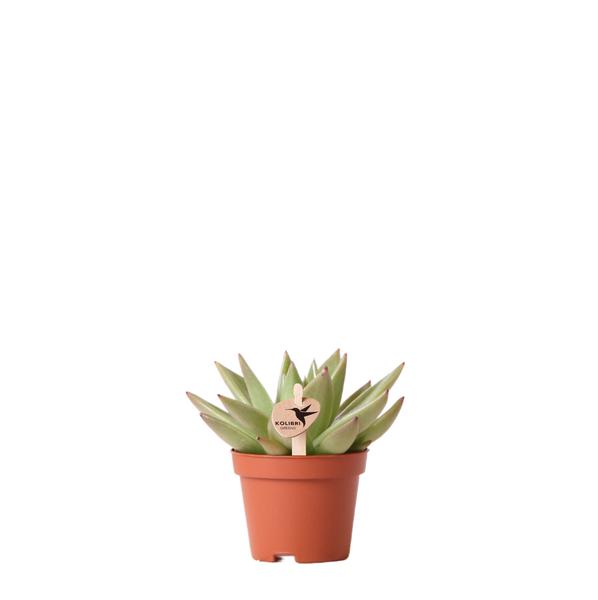 Groene plant - Succulent Echeveria Miranda