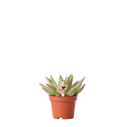 Groene plant - Succulent Echeveria Miranda