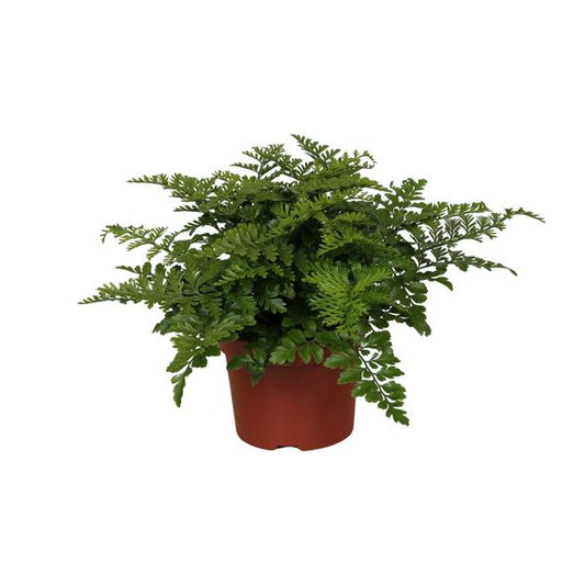 Asplenium Parvati