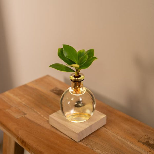 Clusia in Samoa glas met LED verlichting