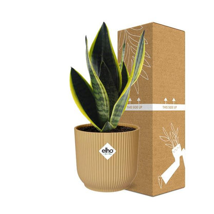 Sansevieria Futura Superba in ELHO Vibes Fold geel