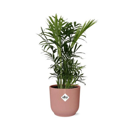 Chamaedorea Elegans in ELHO Vibes Fold roze