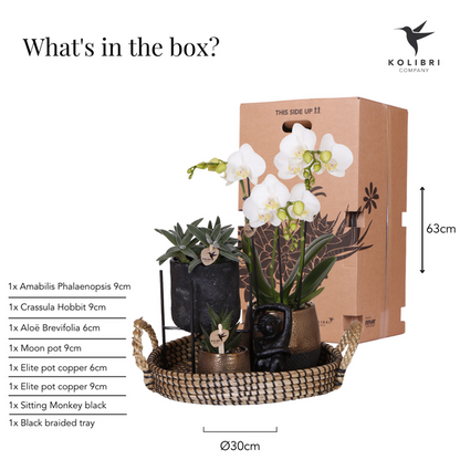 Plantenset met Phalaenopsis Orchidee en Succulenten incl. keramieken sierpotten