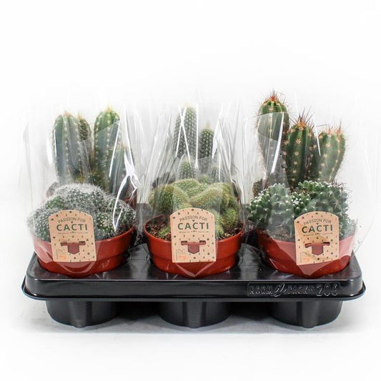 Cactus Mix