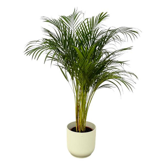 Areca palm - inclusief elho Vibes Fold Round wit