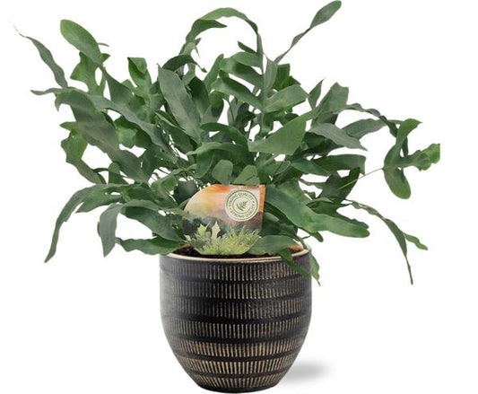 Phlebodium Blue Star - Ø12cm - ↕35cm + Beau Pot Zwart