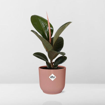 Ficus Elastica ‘Robusta’ in ELHO Vibes Fold roze