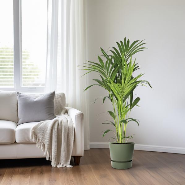 Howea Forsteriana