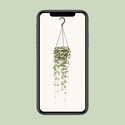 #CeropegiaWoodii
#StringOfHearts
#HangingPlants
#IndoorPlants
#PlantLovers
#GreenDecor
#HousePlantCommunity
#PlantAddict
#UrbanJungle
#PlantParenthood
#TrailingPlants
#BohoPlants
#HangingPlantDecor
#PlantStyle
#CeropegiaLove
#PlantTherapy
#HomeWithPlants
#PlantInspo
#IndoorJungle
#NatureAtHome
