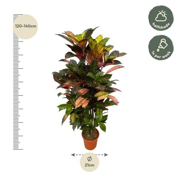Codiaeum (Croton) Iceton vertakt